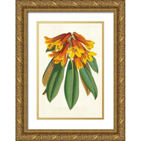 Tropical Rhododendron II Gold Ornate Wood Framed Art Print with Double Matting by Van Houtteano, Horto