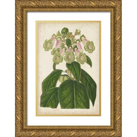 Foxglove Botanical Gold Ornate Wood Framed Art Print with Double Matting by Stroobant