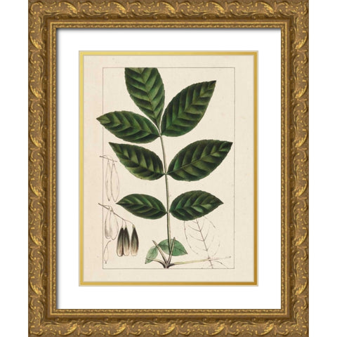 Silva Leaves I Gold Ornate Wood Framed Art Print with Double Matting by Silva, John