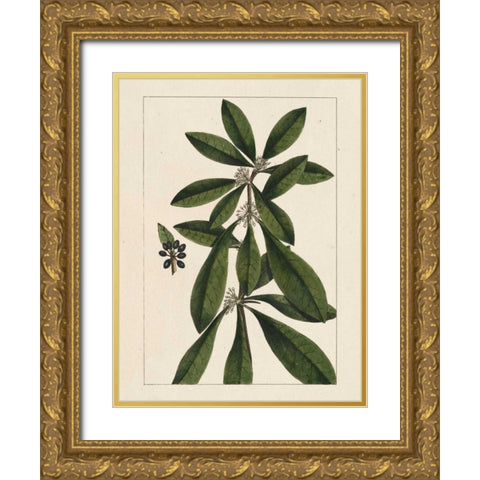 Silva Leaves II Gold Ornate Wood Framed Art Print with Double Matting by Silva, John