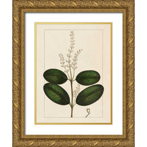 Silva Leaves VI Gold Ornate Wood Framed Art Print with Double Matting by Silva, John