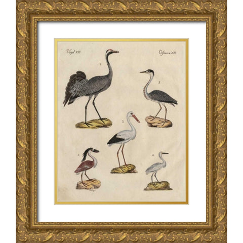 Heron Classification I Gold Ornate Wood Framed Art Print with Double Matting by Strack, Friedrich