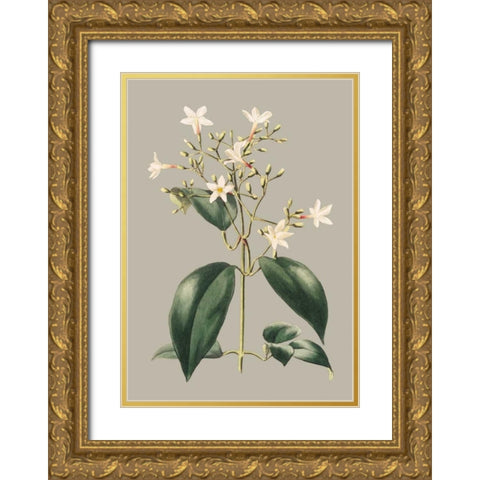 Botanical Cabinet I Gold Ornate Wood Framed Art Print with Double Matting by Cooke, E.W.
