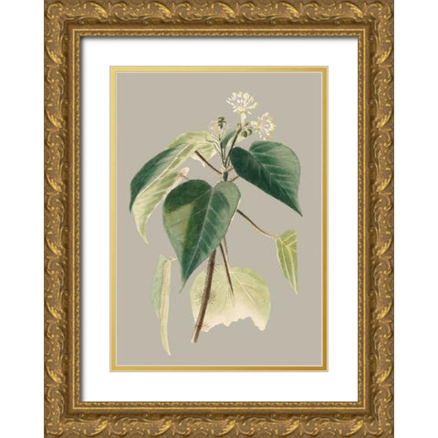 Botanical Cabinet II Gold Ornate Wood Framed Art Print with Double Matting by Cooke, E.W.