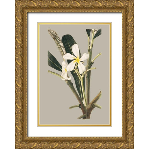 Botanical Cabinet IV Gold Ornate Wood Framed Art Print with Double Matting by Cooke, E.W.
