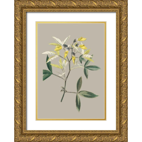 Botanical Cabinet VI Gold Ornate Wood Framed Art Print with Double Matting by Cooke, E.W.