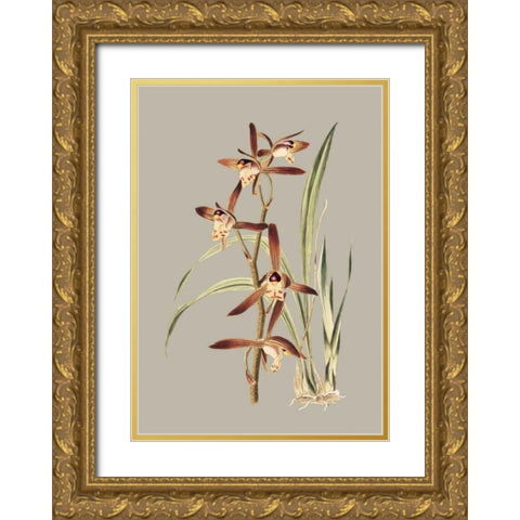 Botanical Cabinet VII Gold Ornate Wood Framed Art Print with Double Matting by Cooke, E.W.