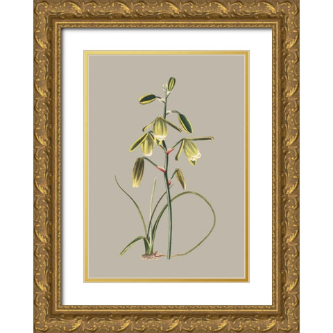 Botanical Cabinet IX Gold Ornate Wood Framed Art Print with Double Matting by Cooke, E.W.