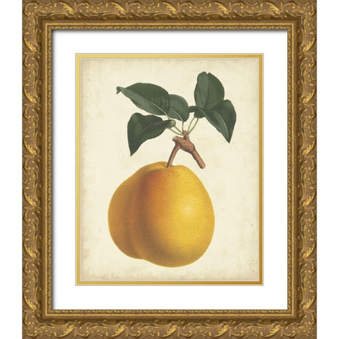 Antique Pear Botanical II Gold Ornate Wood Framed Art Print with Double Matting by Van Houtteano, Horto