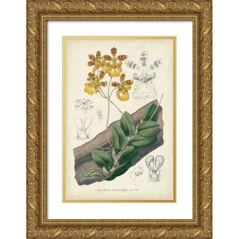 Orchid Delight I Gold Ornate Wood Framed Art Print with Double Matting by Severeyns, George