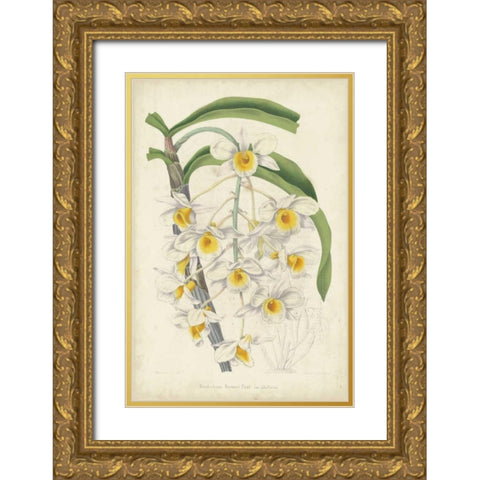 Orchid Delight III Gold Ornate Wood Framed Art Print with Double Matting by Severeyns, George