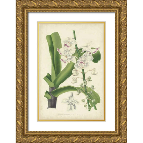 Orchid Delight IV Gold Ornate Wood Framed Art Print with Double Matting by Severeyns, George