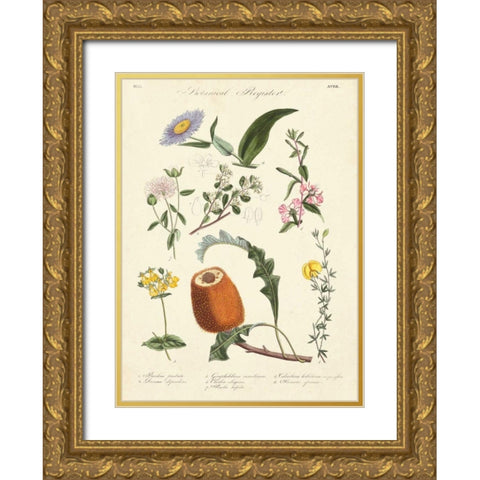 Botanical Register II Gold Ornate Wood Framed Art Print with Double Matting by Unknown
