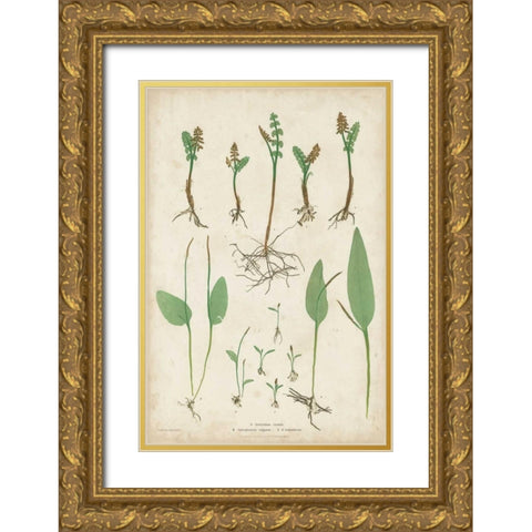 Bradbury Ferns II Gold Ornate Wood Framed Art Print with Double Matting by Bradbury