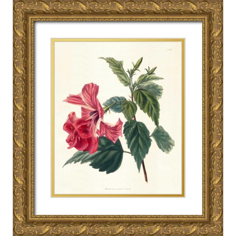 Rose Hibiscus II Gold Ornate Wood Framed Art Print with Double Matting by Unknown