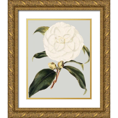 Camellia Japonica I Gold Ornate Wood Framed Art Print with Double Matting by Vision Studio