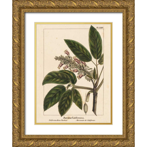 California Horse Chestnut Gold Ornate Wood Framed Art Print with Double Matting by Silva, John