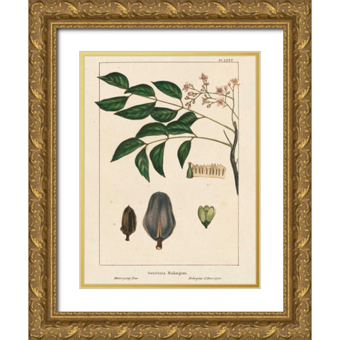 Mahogany Tree Gold Ornate Wood Framed Art Print with Double Matting by Silva, John