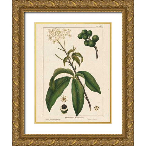 Round fruited Honeyberry Gold Ornate Wood Framed Art Print with Double Matting by Silva, John