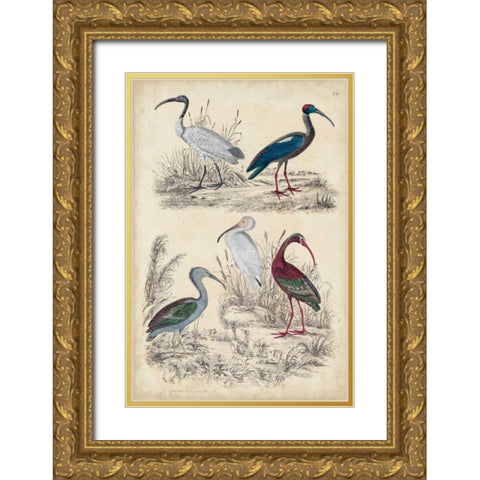 Ibis Family Gold Ornate Wood Framed Art Print with Double Matting by Milne