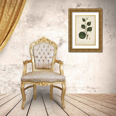 Medicinal Botany I Gold Ornate Wood Framed Art Print with Double Matting by Churchill