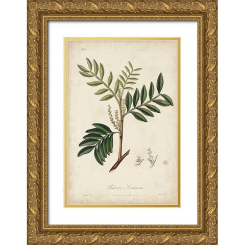 Medicinal Botany II Gold Ornate Wood Framed Art Print with Double Matting by Churchill