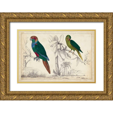 Parrot Pair I Gold Ornate Wood Framed Art Print with Double Matting by Unknown