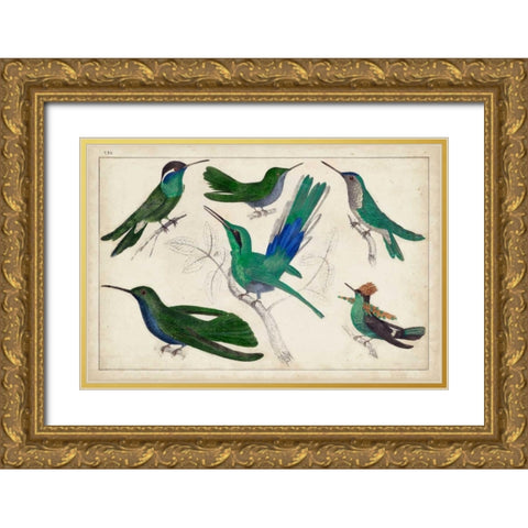 Hummingbird Gathering II Gold Ornate Wood Framed Art Print with Double Matting by Unknown