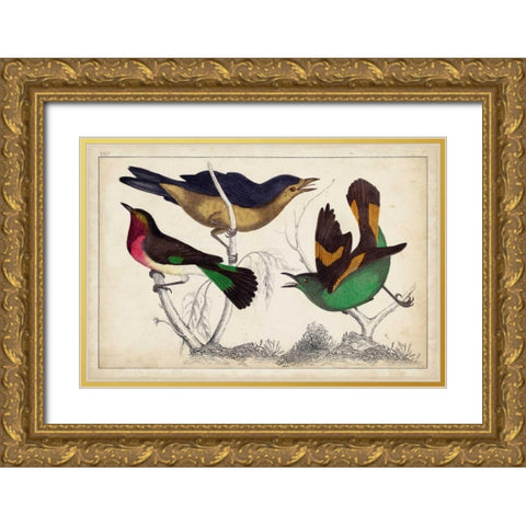 Tropical Bird Trio II Gold Ornate Wood Framed Art Print with Double Matting by Unknown