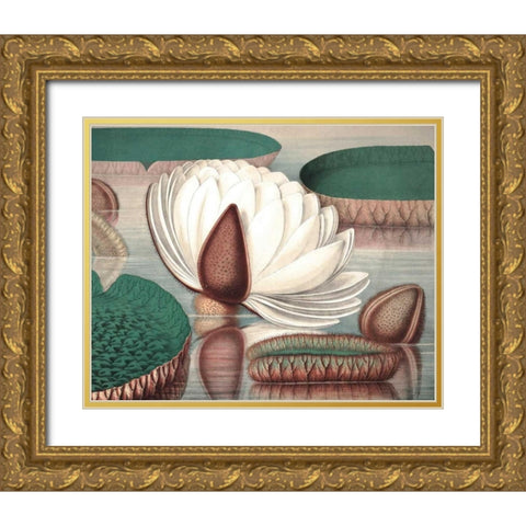 Vintage Water Lily I Gold Ornate Wood Framed Art Print with Double Matting by Vision Studio