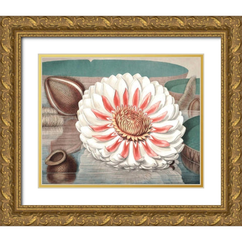Vintage Water Lily III Gold Ornate Wood Framed Art Print with Double Matting by Vision Studio