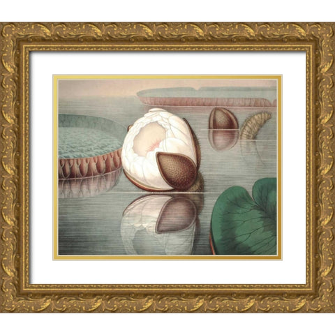 Vintage Water Lily IV Gold Ornate Wood Framed Art Print with Double Matting by Vision Studio