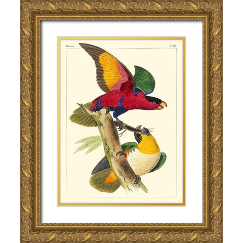 Small Lemaire Parrots I Gold Ornate Wood Framed Art Print with Double Matting by Lemaire, C.L.