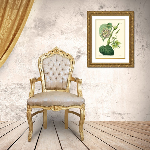 Small Antique Passion Flower I Gold Ornate Wood Framed Art Print with Double Matting by Hart, M.