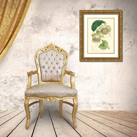 Small Antique Passion Flower II Gold Ornate Wood Framed Art Print with Double Matting by Hart, M.