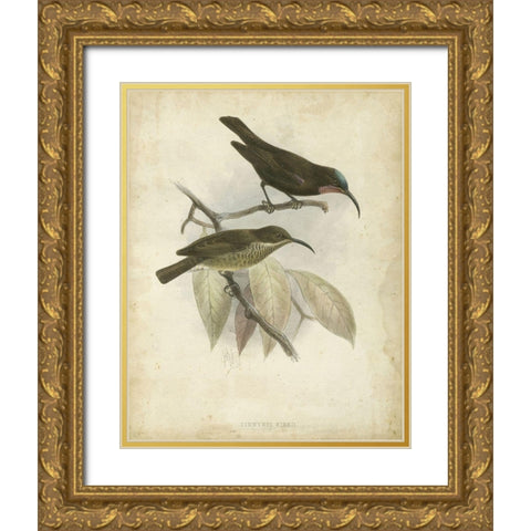 Custom Antique Gould Hummingbird I (ASH) Gold Ornate Wood Framed Art Print with Double Matting by Gould, John