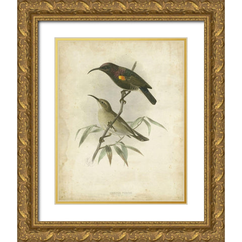 Custom Antique Gould Hummingbird II (ASH) Gold Ornate Wood Framed Art Print with Double Matting by Gould, John