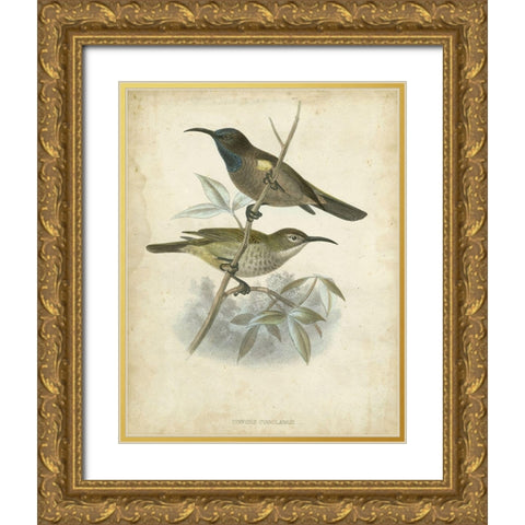 Custom Antique Gould Hummingbird IV (ASH) Gold Ornate Wood Framed Art Print with Double Matting by Gould, John