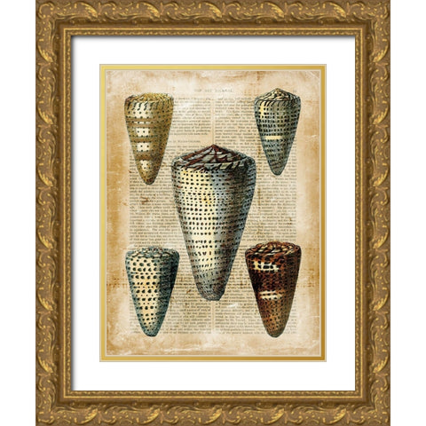 Small Antiquarian Seashells IV Gold Ornate Wood Framed Art Print with Double Matting by Vision Studio