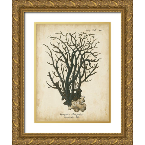 Small Esper Antique Coral I Gold Ornate Wood Framed Art Print with Double Matting by Esper, Johann