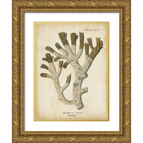 Small Esper Antique Coral II Gold Ornate Wood Framed Art Print with Double Matting by Esper, Johann