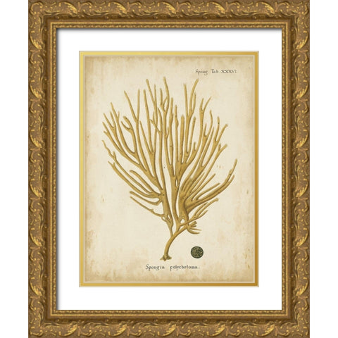 Small Esper Antique Coral IV Gold Ornate Wood Framed Art Print with Double Matting by Esper, Johann
