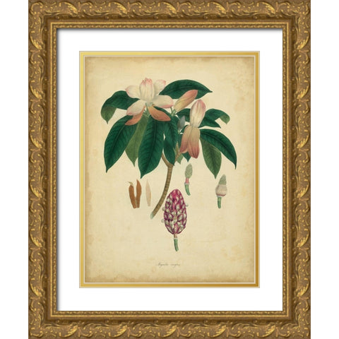 Custom Engelmann Botanical I (GC) Gold Ornate Wood Framed Art Print with Double Matting by Engelmann