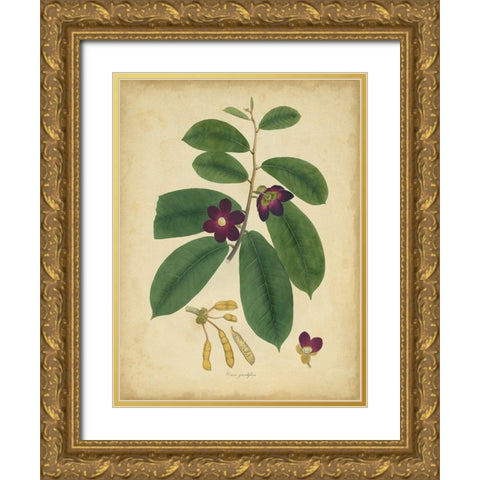 Custom Engelmann Botanical IV (GC) Gold Ornate Wood Framed Art Print with Double Matting by Engelmann