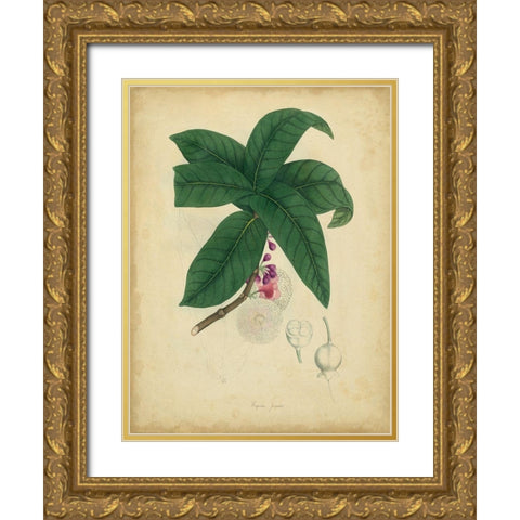 Custom Engelmann Botanical V (GC) Gold Ornate Wood Framed Art Print with Double Matting by Engelmann