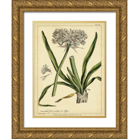Custom Polianthes Pl. CCX (GC) Gold Ornate Wood Framed Art Print with Double Matting by Miller, Phillip