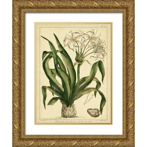 Custom Crinum Pl. CX (GC) Gold Ornate Wood Framed Art Print with Double Matting by Miller, Phillip