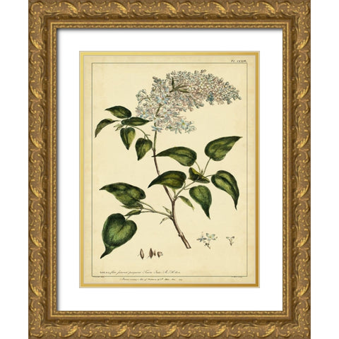 Custom Lilac Pl. CLXIII (GC) Gold Ornate Wood Framed Art Print with Double Matting by Miller, Phillip