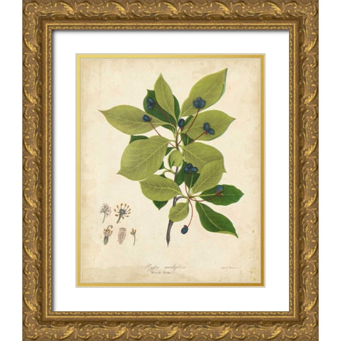 Black Gum Tree Foliage Gold Ornate Wood Framed Art Print with Double Matting by Torrey, John