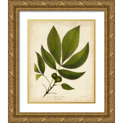 Pig-nut Hickory Tree Folige Gold Ornate Wood Framed Art Print with Double Matting by Torrey, John